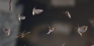 Liberadas polillas transgénicas para acabar con una de las peores plagas del planeta