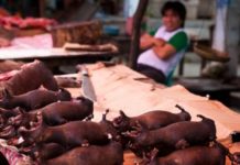 Coronavirus en China: por qué estamos contrayendo cada vez más enfermedades transmitidas por animales como la neumonía de Wuhan