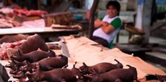 Coronavirus en China: por qué estamos contrayendo cada vez más enfermedades transmitidas por animales como la neumonía de Wuhan