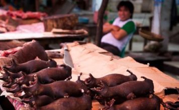 Coronavirus en China: por qué estamos contrayendo cada vez más enfermedades transmitidas por animales como la neumonía de Wuhan