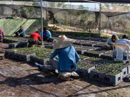 Más de 532 mil tareas han sido reforestadas a través de proyectos desarrollo sostenible en cuencas hidrográficas región Sur
