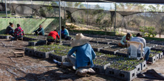 Más de 532 mil tareas han sido reforestadas a través de proyectos desarrollo sostenible en cuencas hidrográficas región Sur