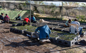 Más de 532 mil tareas han sido reforestadas a través de proyectos desarrollo sostenible en cuencas hidrográficas región Sur