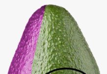 Vaticinan que el PLD se quedara solo por los “aguacates” de Leonel