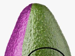 Vaticinan que el PLD se quedara solo por los “aguacates” de Leonel