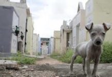 DE QUÉ MUEREN LOS DOMINICANOS