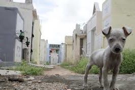 DE QUÉ MUEREN LOS DOMINICANOS