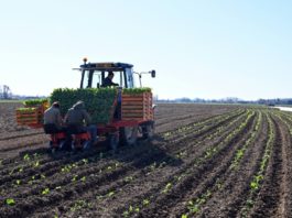 Francia insta a los desempleados a ir al campo a ayudar a los agricultores