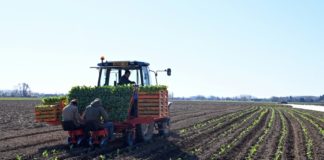 Francia insta a los desempleados a ir al campo a ayudar a los agricultores