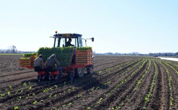 Francia insta a los desempleados a ir al campo a ayudar a los agricultores