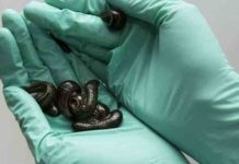 Mientras tanto en Canadá, atrapan a un hombre con 5.000 sanguijuelas vivas en su equipaje