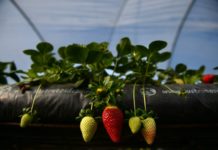 España contratará a desempleados y extranjeros como mano de obra agrícola