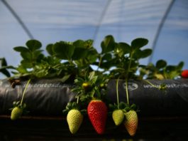 España contratará a desempleados y extranjeros como mano de obra agrícola