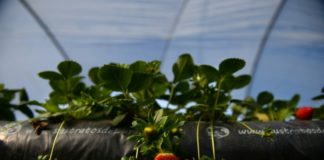 España contratará a desempleados y extranjeros como mano de obra agrícola