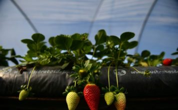 España contratará a desempleados y extranjeros como mano de obra agrícola