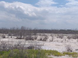 Solicitan intervención de Medio Ambiente frente a acelerada sequía en Bahía de Manzanillo