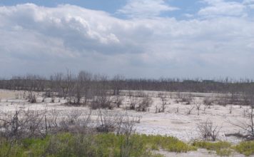 Solicitan intervención de Medio Ambiente frente a acelerada sequía en Bahía de Manzanillo