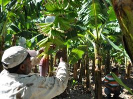 La Unión Europea y sus aportes en RD: una relación de cohesión social