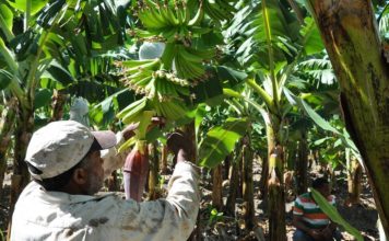 La Unión Europea y sus aportes en RD: una relación de cohesión social