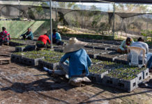 Inyectan otros RD$ 3 mil millones al Banco Agrícola para ampliar créditos a la agropecuaria