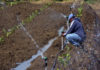 Gobierno activa mecanismos para mitigar sequía en Noroeste, la Sierra y Valle de San Juan