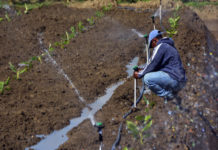 Gobierno activa mecanismos para mitigar sequía en Noroeste, la Sierra y Valle de San Juan