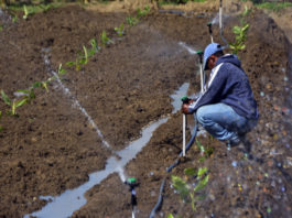 Gobierno activa mecanismos para mitigar sequía en Noroeste, la Sierra y Valle de San Juan