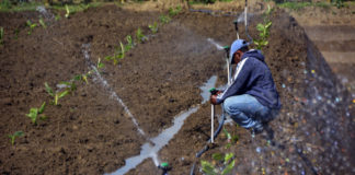 Gobierno activa mecanismos para mitigar sequía en Noroeste, la Sierra y Valle de San Juan