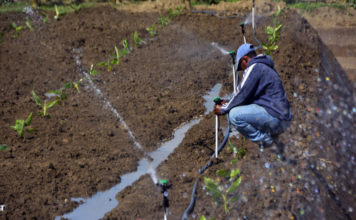 Gobierno activa mecanismos para mitigar sequía en Noroeste, la Sierra y Valle de San Juan