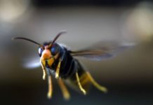 Cómo son los «avispones asesinos» que causan alarma en EE.UU. y que las autoridades intentan erradicar