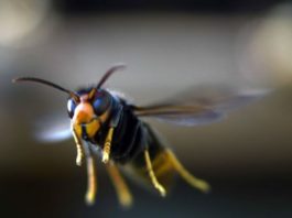 Cómo son los «avispones asesinos» que causan alarma en EE.UU. y que las autoridades intentan erradicar