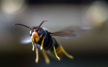 Cómo son los «avispones asesinos» que causan alarma en EE.UU. y que las autoridades intentan erradicar