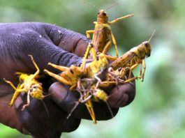 La plaga de langostas es la epidemia migratoria más peligrosa del mundo