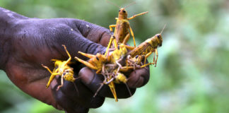 La plaga de langostas es la epidemia migratoria más peligrosa del mundo