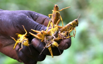 La plaga de langostas es la epidemia migratoria más peligrosa del mundo
