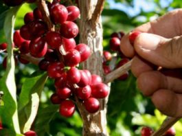 Presidente celebra aumento en las exportaciones y destaca generan miles de empleos