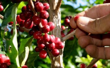 Presidente celebra aumento en las exportaciones y destaca generan miles de empleos