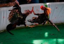Detienen 25 jugadores de gallos por violación de medidas contra el coronavirus