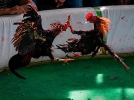 Detienen 25 jugadores de gallos por violación de medidas contra el coronavirus