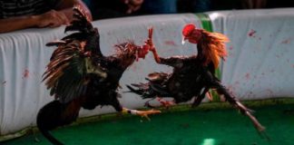 Detienen 25 jugadores de gallos por violación de medidas contra el coronavirus