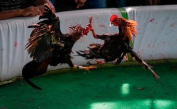 Detienen 25 jugadores de gallos por violación de medidas contra el coronavirus