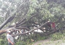 Fuertes vientos derriban árboles y plásticos de invernaderos en San José de Ocoa