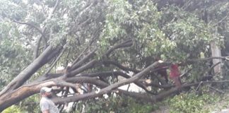 Fuertes vientos derriban árboles y plásticos de invernaderos en San José de Ocoa