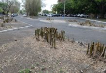 Genera opiniones divididas corte de bambúes en parque