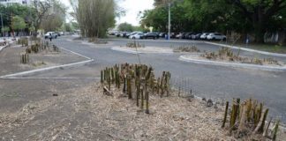 Genera opiniones divididas corte de bambúes en parque