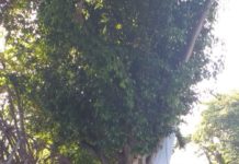 Largas filas de votantes en el colegio San Mauricio en los Jardines del Norte