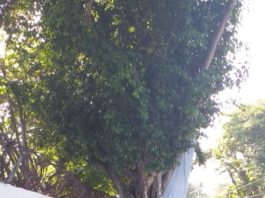 Largas filas de votantes en el colegio San Mauricio en los Jardines del Norte