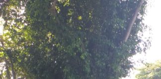 Largas filas de votantes en el colegio San Mauricio en los Jardines del Norte