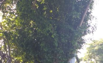 Largas filas de votantes en el colegio San Mauricio en los Jardines del Norte