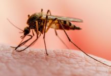 Los Tres Brazos se convierte en foco de malaria en la capital
